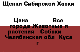 Щенки Сибирской Хаски › Цена ­ 20 000 - Все города Животные и растения » Собаки   . Челябинская обл.,Куса г.